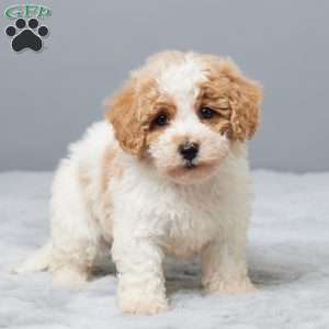 Sammy, Bich-Poo Puppy